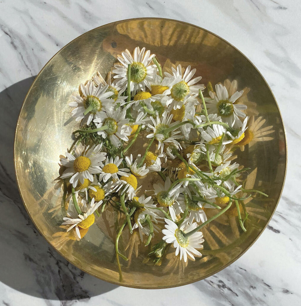 Drying roman chamomile Drying roman chamomile