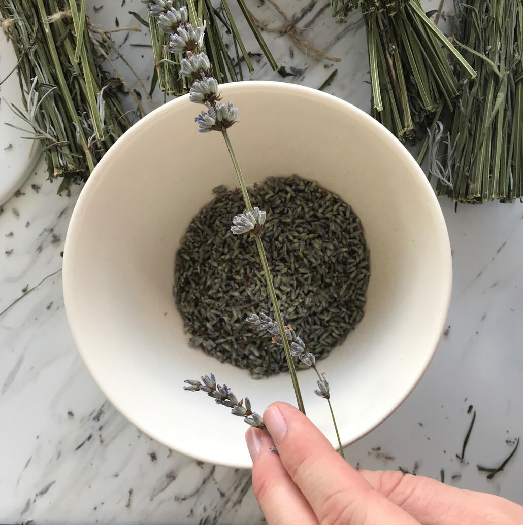 Shedding dried lavandula angustifolia