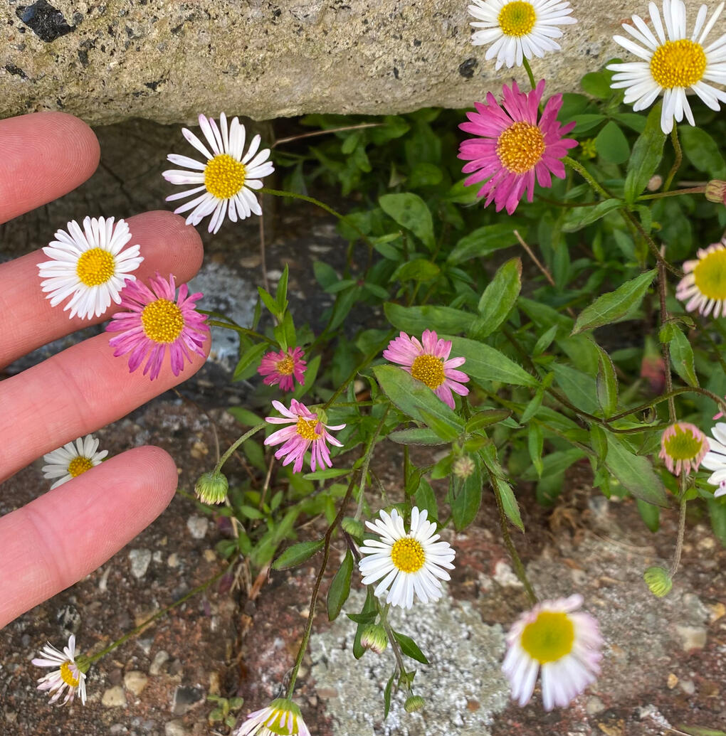 Pink and white daisies